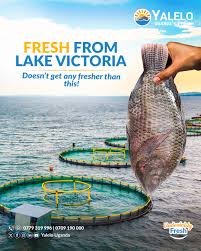 Yalelo fresh fish campaign